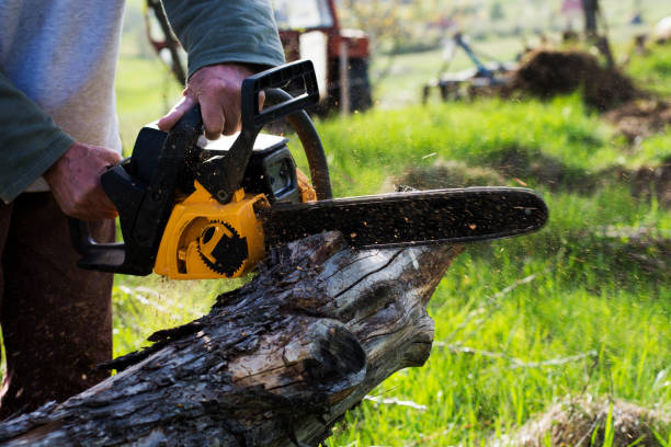 Best Emergency Tree Removal  in Sandy, UT